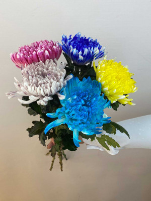 Цветы поштучно: Хризантемы «Антонов» крашеные